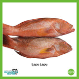 Lapu Lapu (Red Grouper)