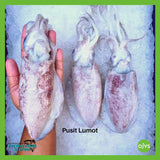 Cuttlefish (Pusit Lumot)